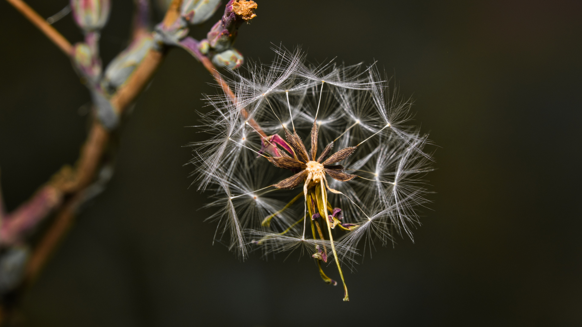 Pusteblume