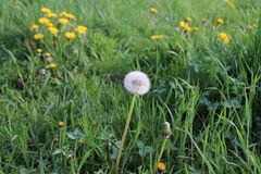 Pusteblume