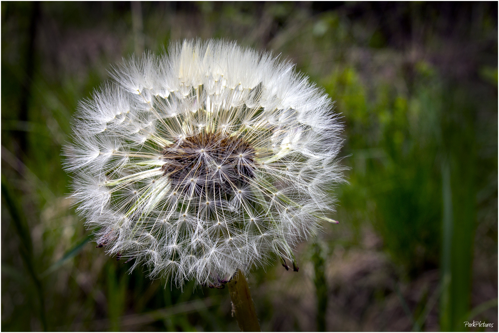 "Pusteblume"