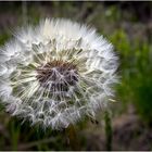 "Pusteblume"