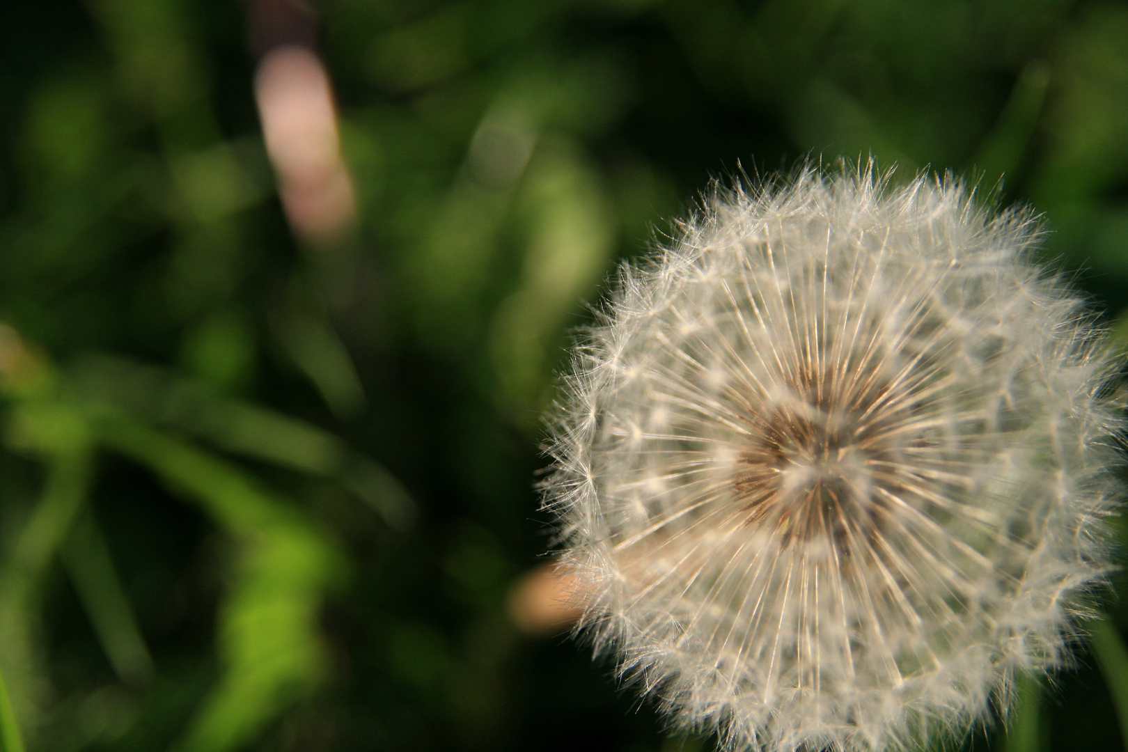 Pusteblume