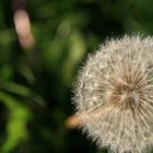 Pusteblume