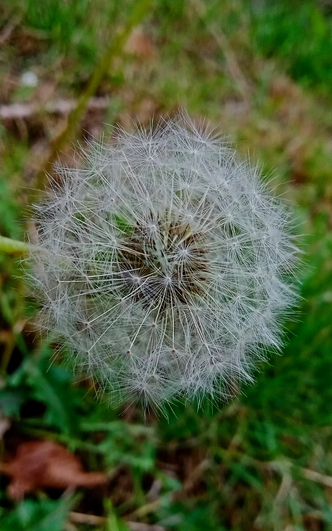 Pusteblume