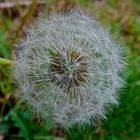 Pusteblume