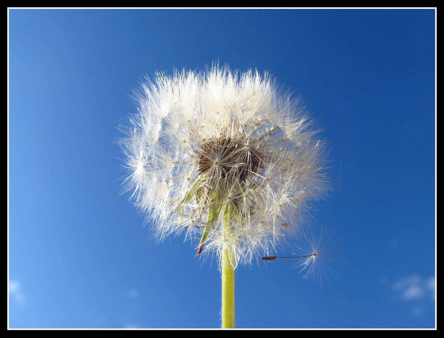 Pusteblume