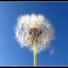 Pusteblume