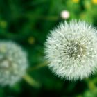 Pusteblume