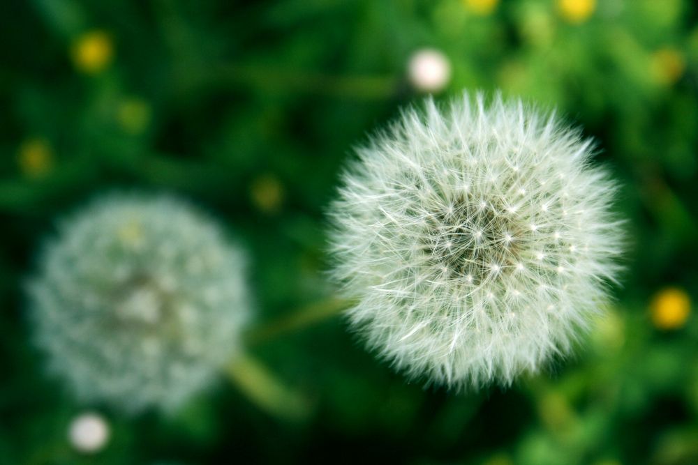 Pusteblume