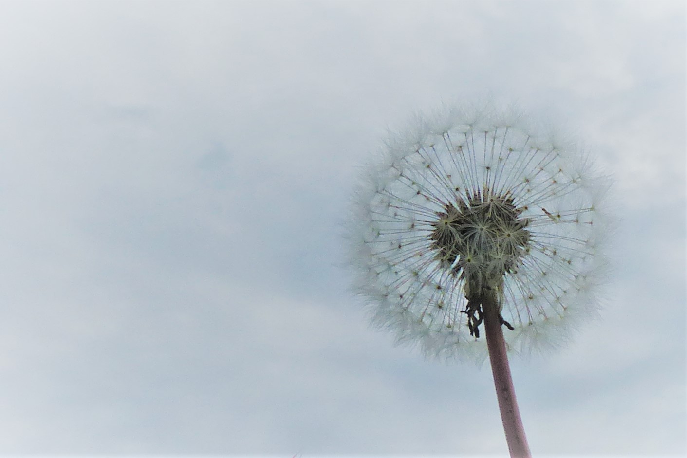 Pusteblume