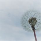 Pusteblume