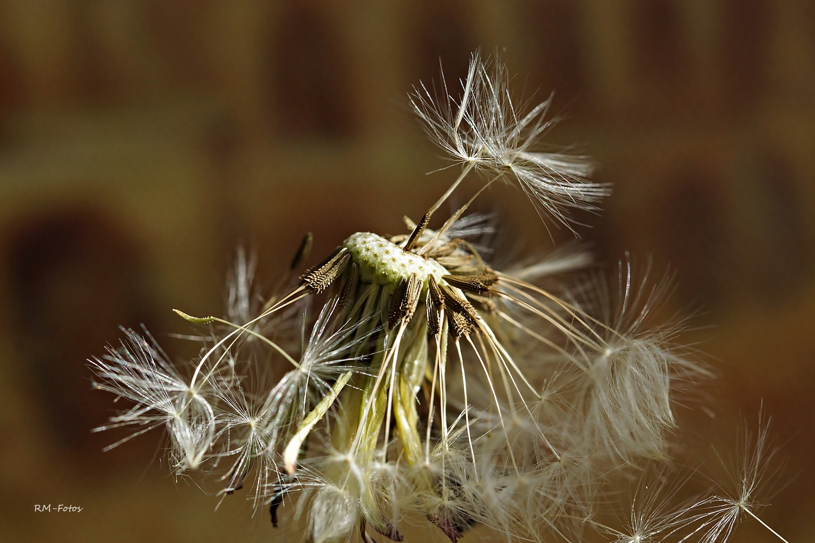 Pusteblume