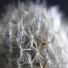 Pusteblume 