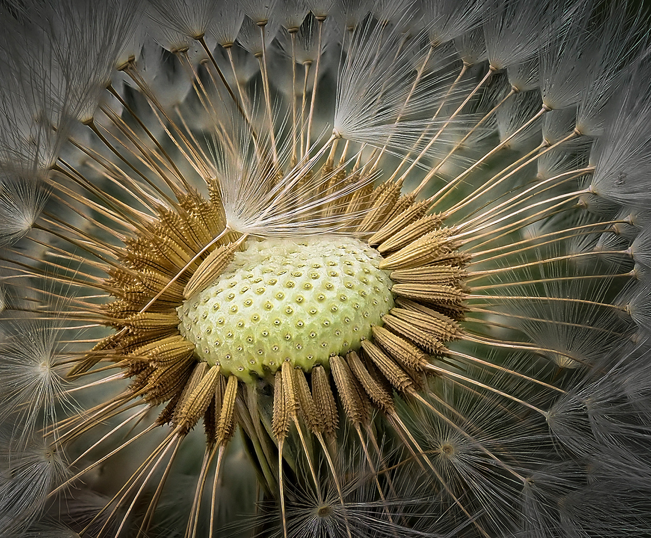 Pusteblume