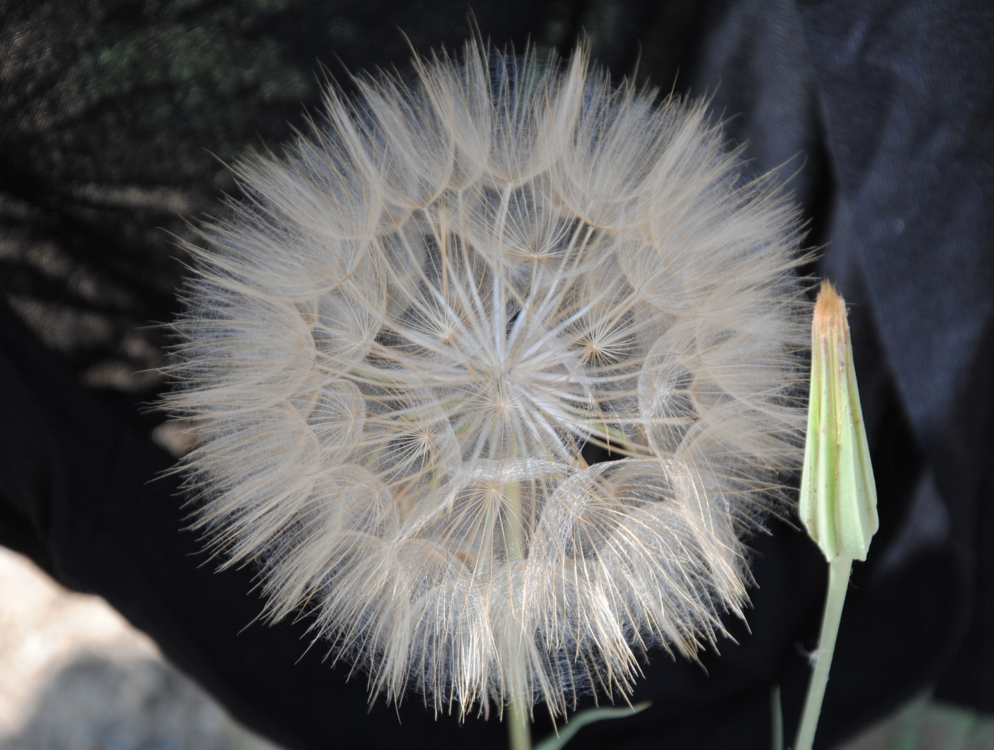 Pusteblume