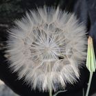 Pusteblume