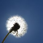 Pusteblume