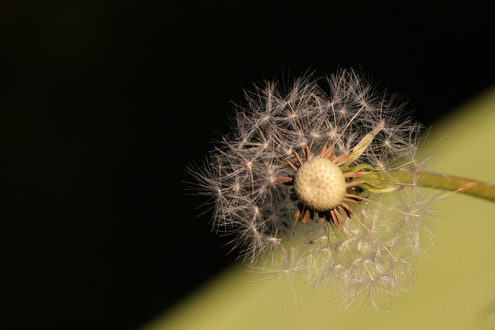 Pusteblume