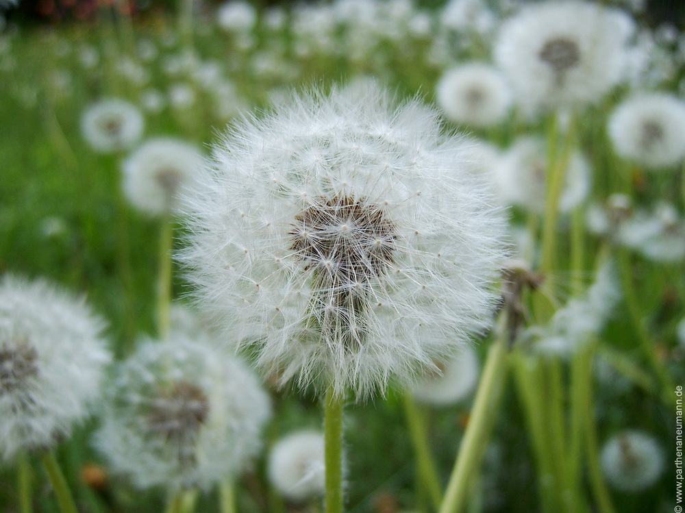 " Pusteblume "