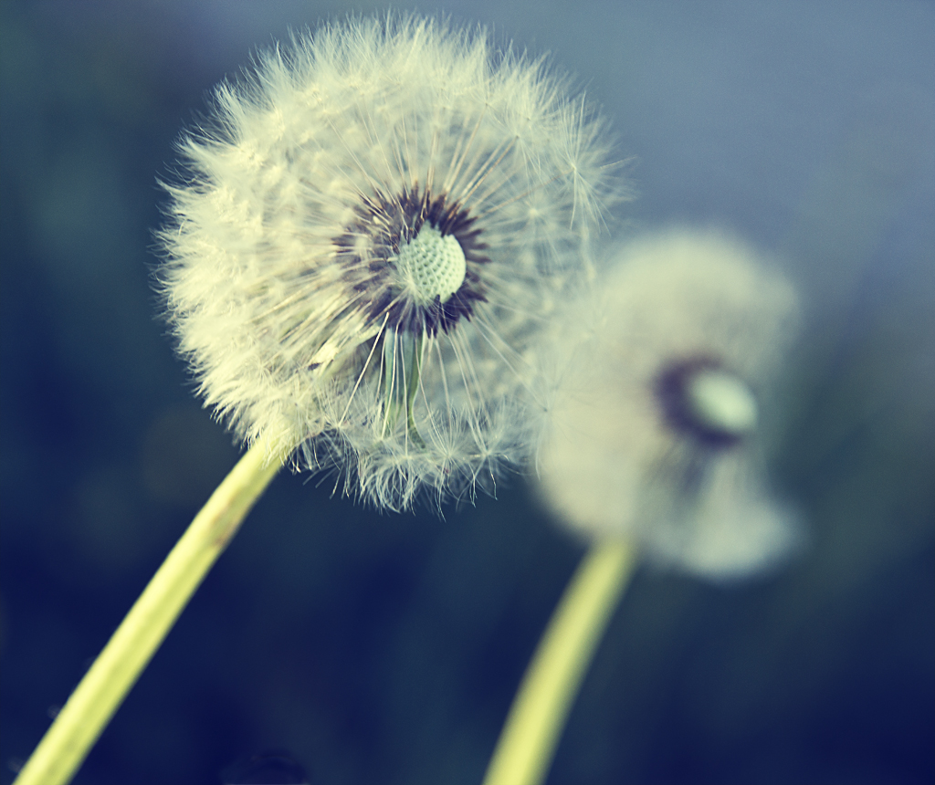 Pusteblume