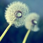 Pusteblume