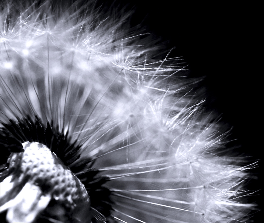 Pusteblume