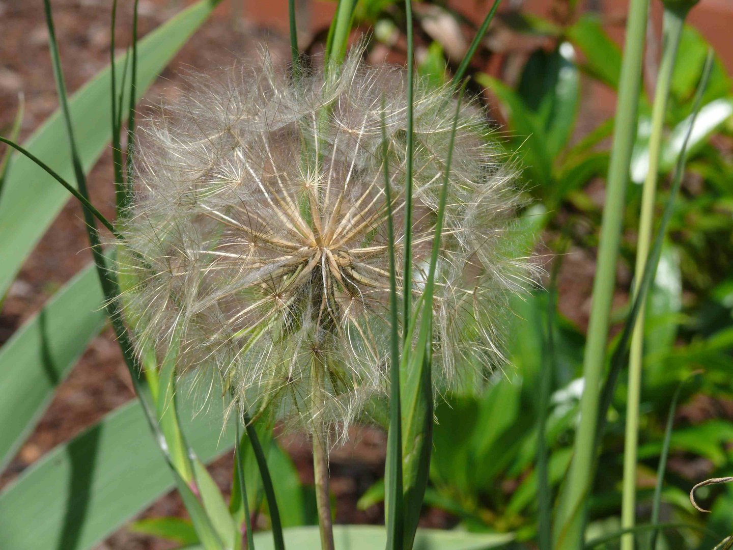 Pusteblume