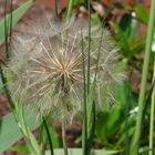 Pusteblume