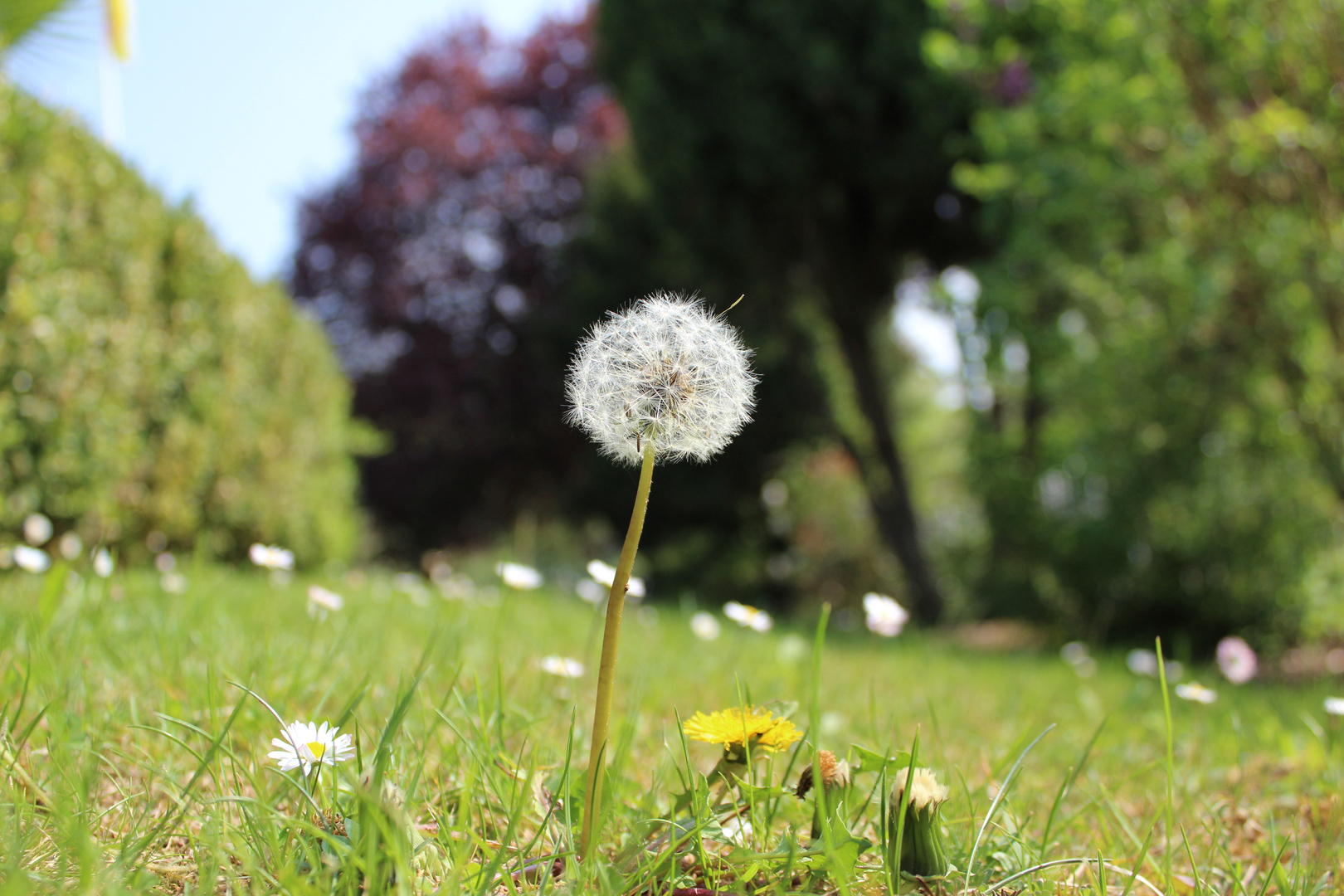 Pusteblume