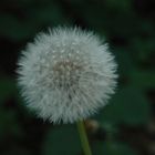 Pusteblume