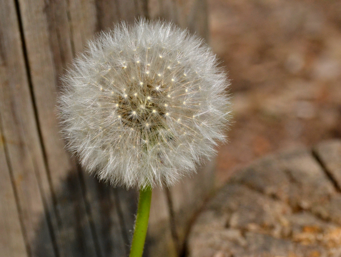 Pusteblume