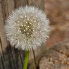 Pusteblume