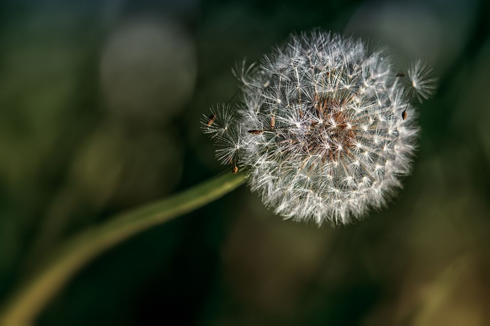 Pusteblume