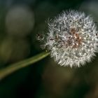 Pusteblume