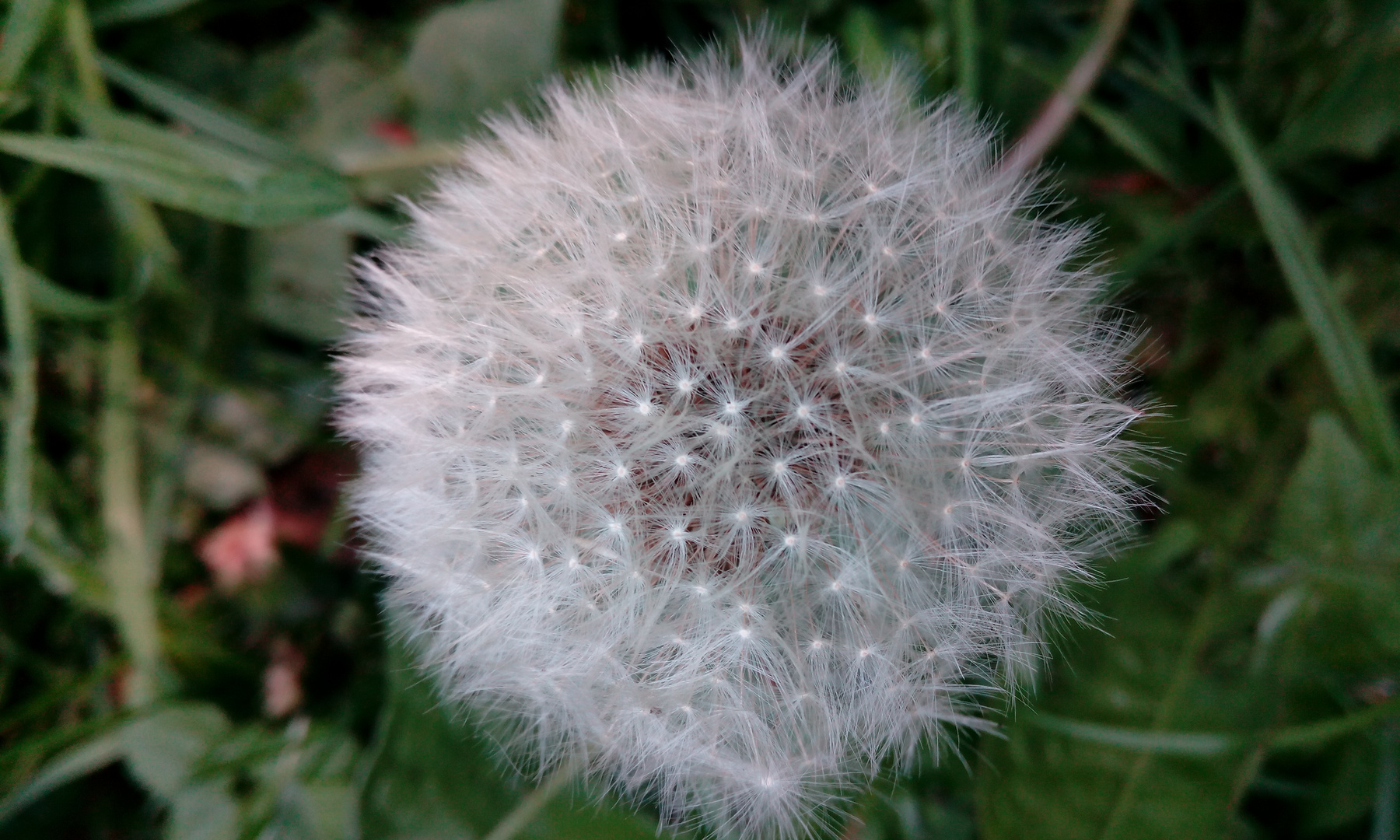 Pusteblume