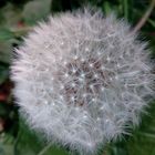 Pusteblume