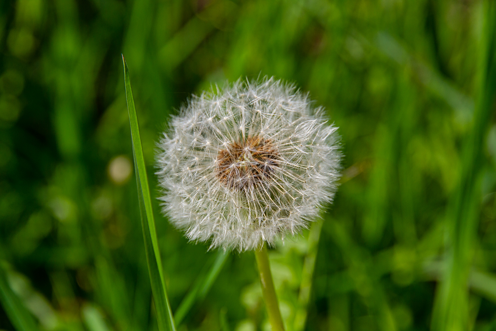 Pusteblume