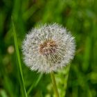 Pusteblume