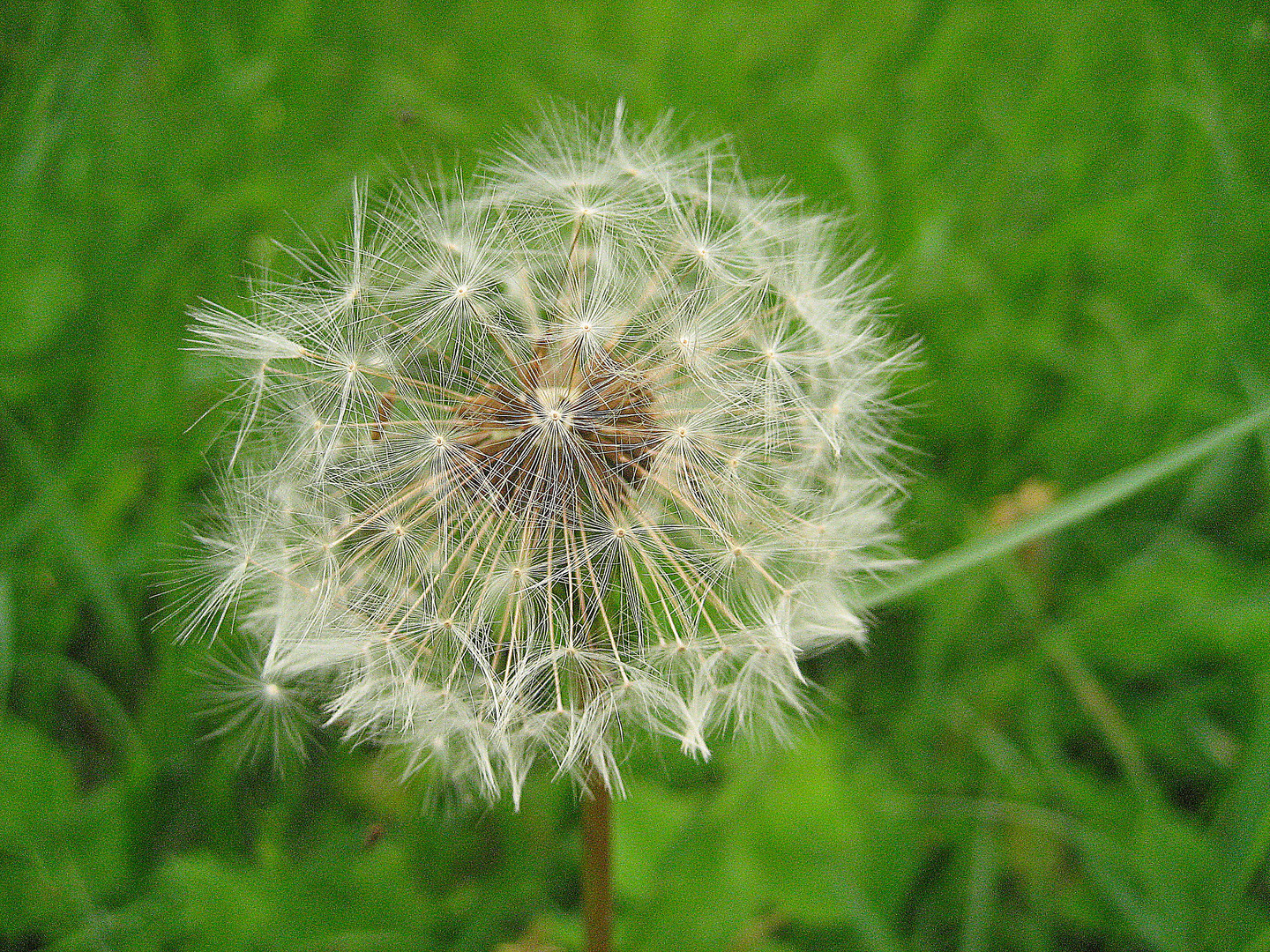 Pusteblume