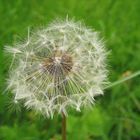 Pusteblume