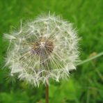 Pusteblume