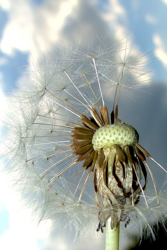 pusteblume