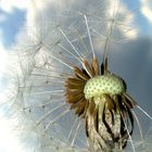 pusteblume