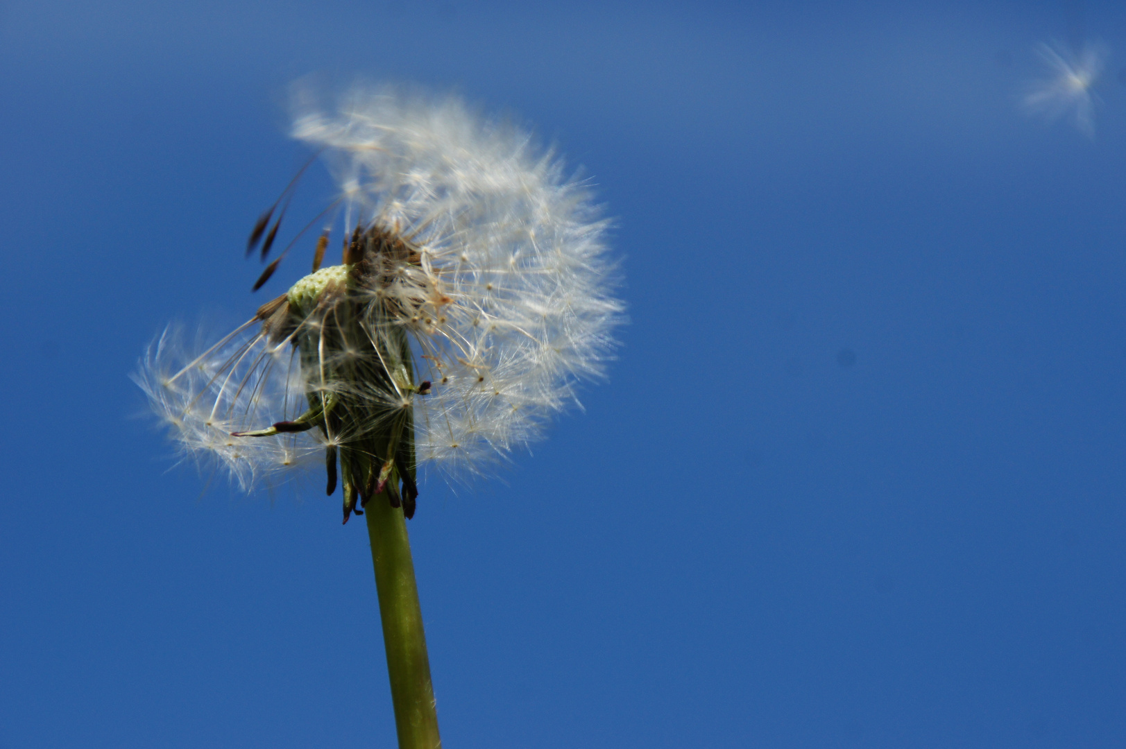 Pusteblume