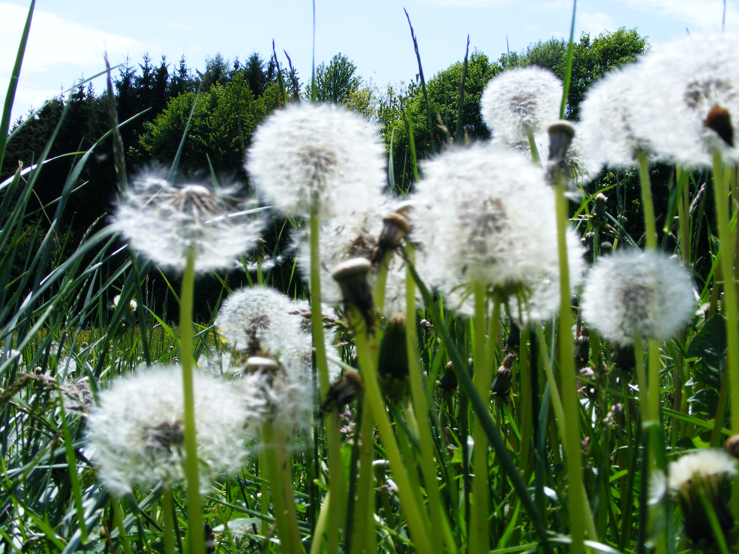 Pusteblume