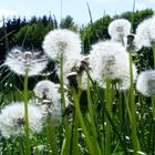 Pusteblume