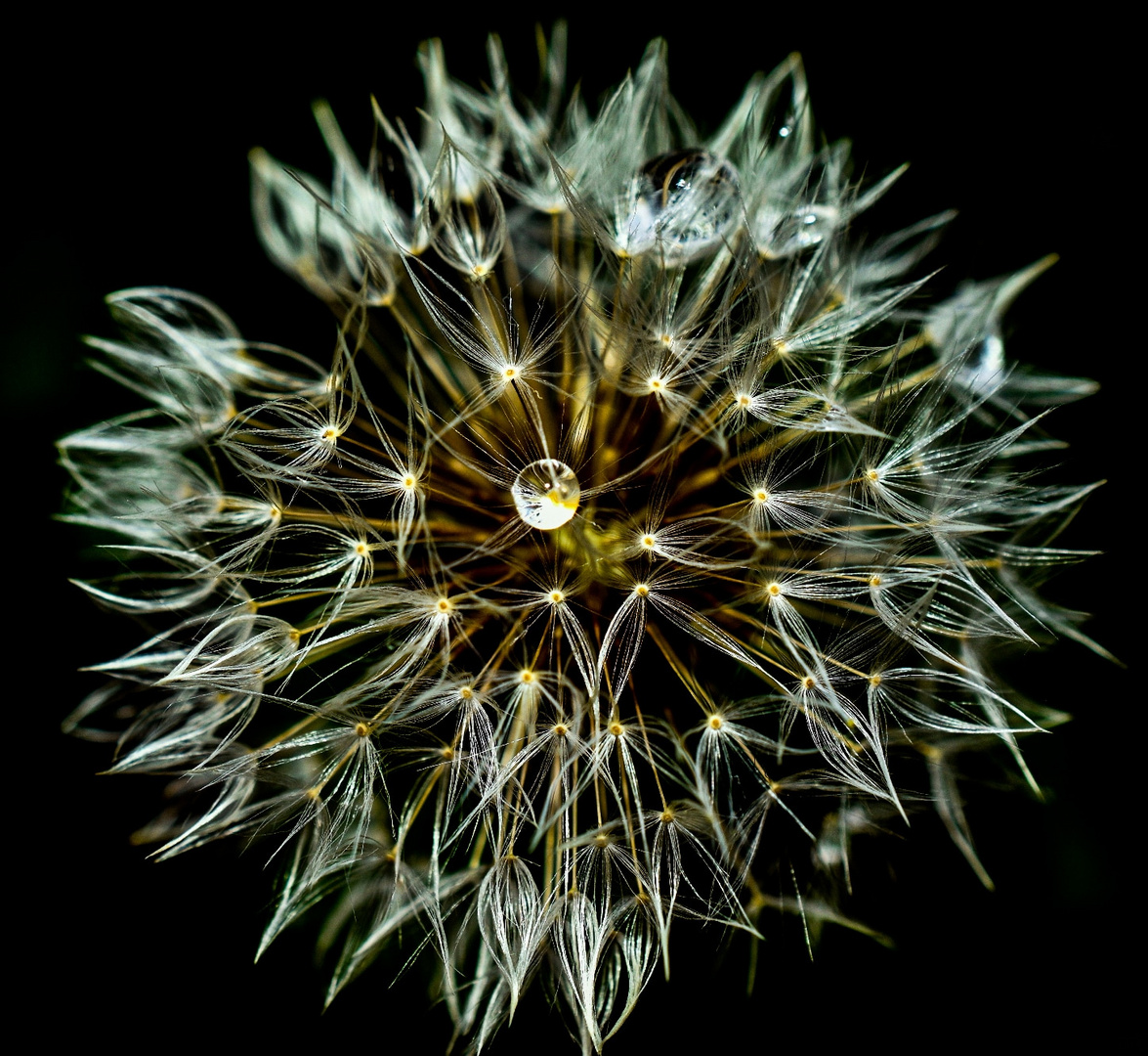 Pusteblume