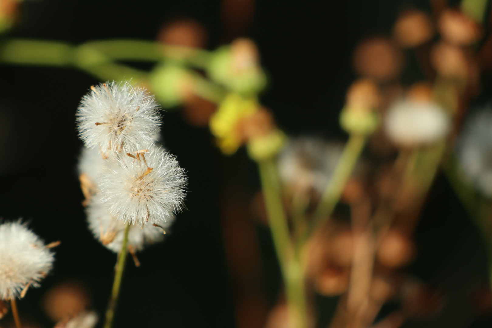 Pusteblume