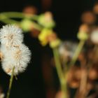 Pusteblume