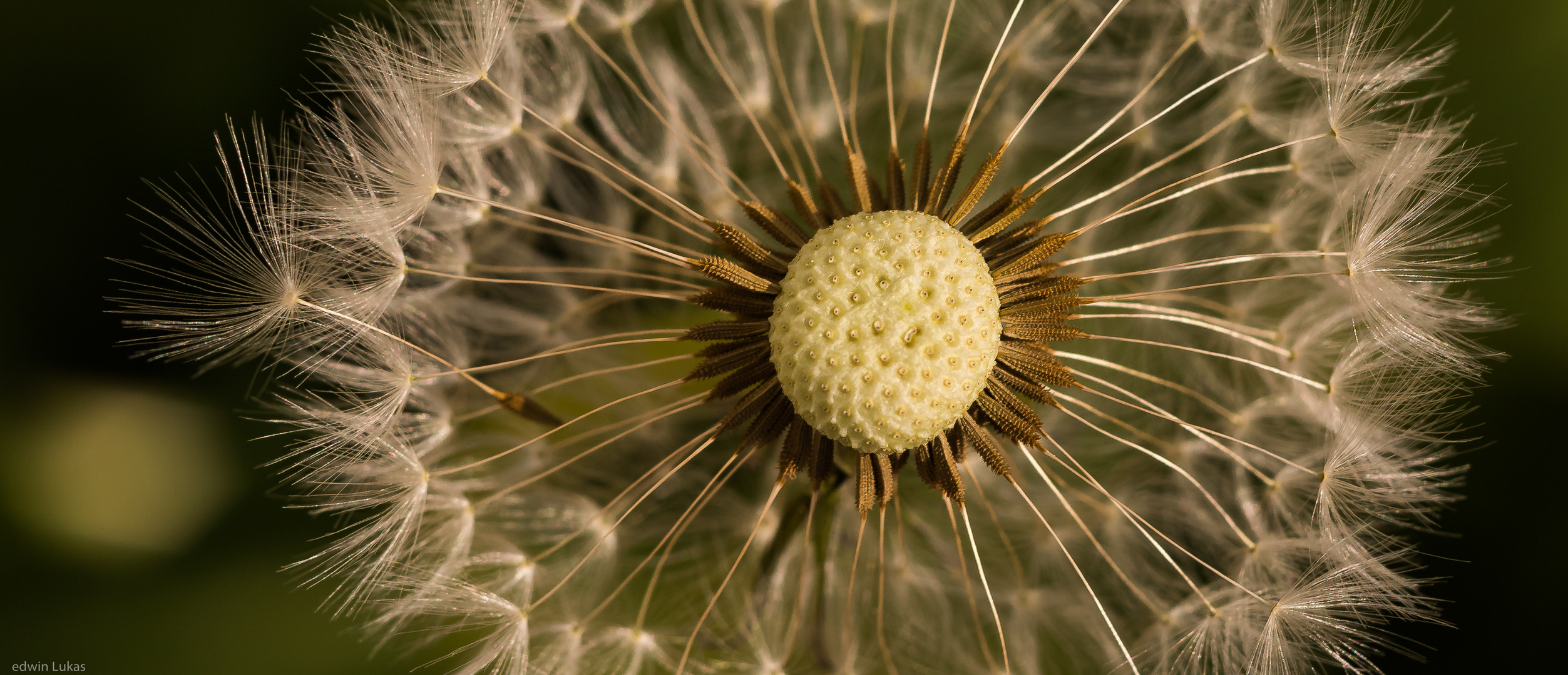 Pusteblume