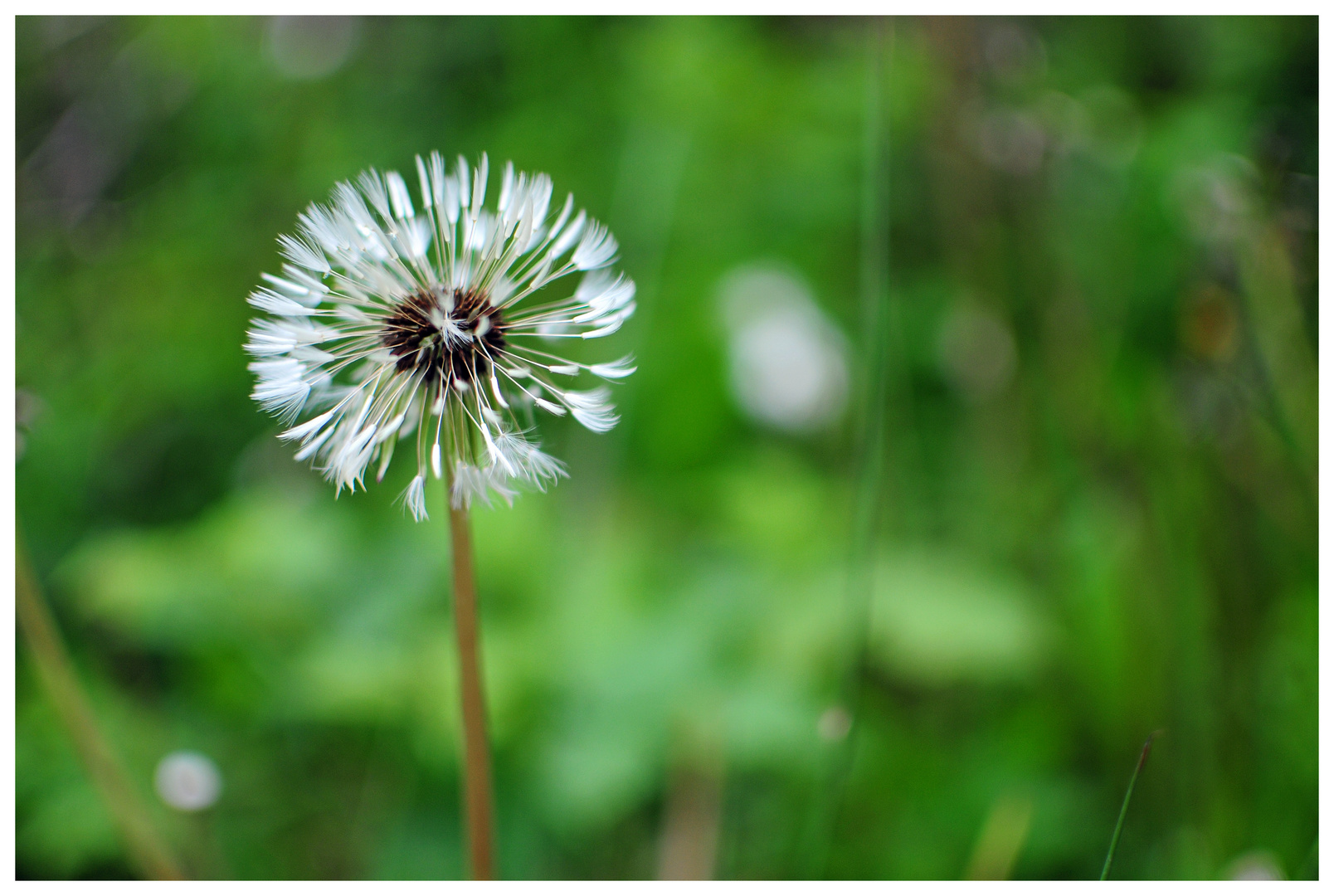 Pusteblume